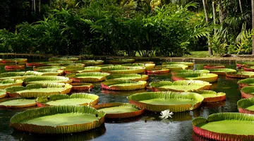 Letenky Republic of Mauritius